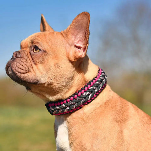 Dog wearing a braided collar outdoors