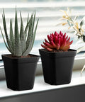 80 Pcs 4 Inch Nursery Pots With Drainage Holes Plastic Seed Starter Pots For Seedlings Transplants Cuttings Succulents And Indoor Outdoor Use Durable Black Pots with succulents on window ledge