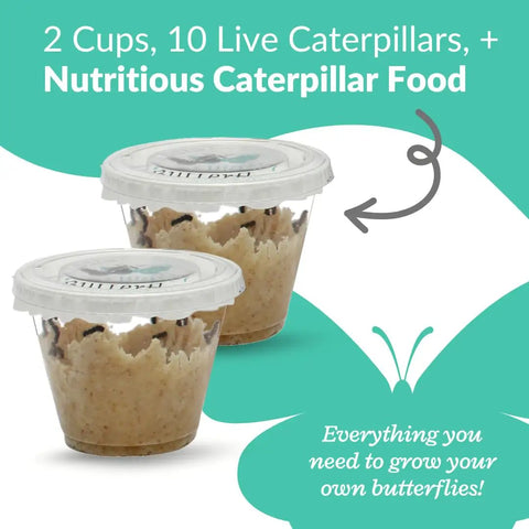 10 Live Painted Lady Caterpillars Turn Into Butterflies Kit For Kids, 2 plastic cups of caterpillar food
