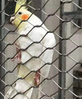 Built Like A Tank 304 Stainless Steel Flexible Cable Safety Net For Balcony Stair Guards, No Sweat Child Pet Barrier Mesh, Heavy Duty Braided Wire Fence Panel Kit 1.5mm X 1.5By2Meters Silver with a cockatiel behind metal mesh.