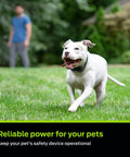 White dog running on grass with owner in background, showcasing Top Shelf 6V Lithium Battery Pack Of Two For Electric Dog Fence Collars And Wireless Pet Containment Systems Long Lasting Reliable Training Gear No Sweat Daily Use.