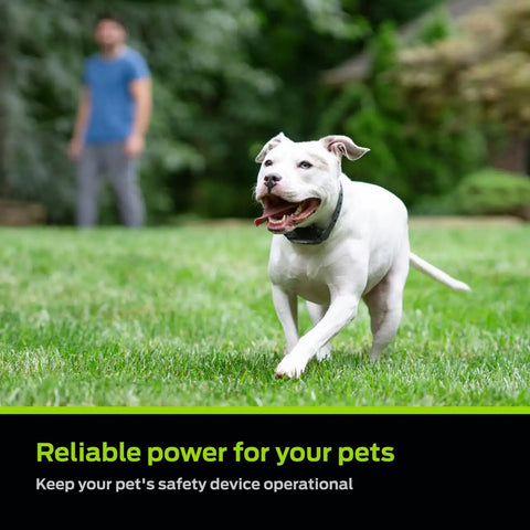 White dog running on grass with owner in background, showcasing Top Shelf 6V Lithium Battery Pack Of Two For Electric Dog Fence Collars And Wireless Pet Containment Systems Long Lasting Reliable Training Gear No Sweat Daily Use.