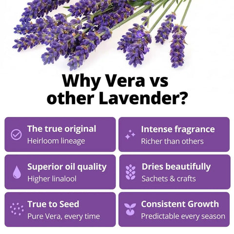 Grab Over 1500 Non GMO English Lavender Seeds for Indoor and Outdoor Planting Vera Variety High Germination True English Lavender Seed for Fragrance and Oil Quality