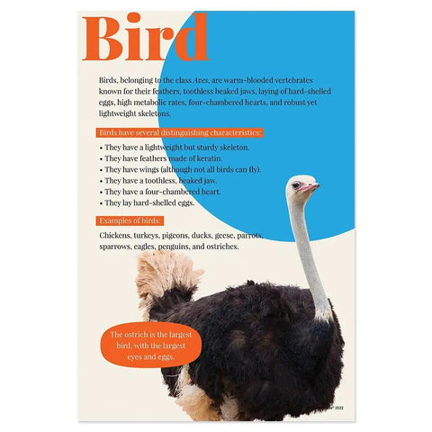 Poster detailing bird characteristics from 7 Poster Animal Groups Set for Science Classroom Learning, 12 by 18 inches, USA made.