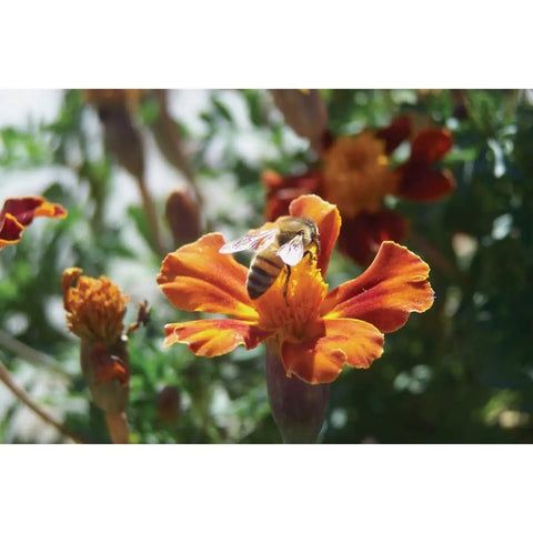 A bee on an orange flower, related to Liquid Bee Feed LQ103 1 Gallon For Beekeeping Easy To Use Durable Great Value Nourishes Hives