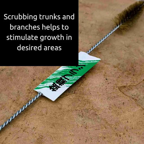 Long Reach Tree Cleaning Brush With Stainless Steel Bristles For Bark And Trunk Cleaning Jin Brush For Deep Scrub Handy Care Tool For Delicate Indoor And Outdoor Mini Trees, angled on trunk