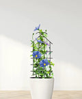4 Pack 24 Inch Metal Garden Trellises For Climbing Plants Indoor Outdoor Black Trellis For Vines Flowers And Potted Houseplants Each 10 Inches Wide Great For Small Pots On Balconies Or Patios Indoors Or Outdoors And Rust Resistant Finish with blue flowers in white pot