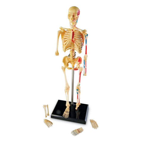 Hands On Skeleton Model For Science Classrooms And STEM Learning, 9.2 Inch Mini Skeleton on stand with separate bones displayed