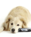 Dog lying beside Pet Nail Guard Attachment With 45 Degree Paw Guide For Dog And Cat Nail Trimming No Mess Dust Capture Fur Guard