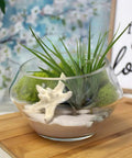 4 Inch Tillandsia Ionantha Air Plants Set Of 3 Assorted Large Air Plants For No-Fuss, Easy-Care Indoor Air Purifying Decor That Brings Fresh Color To Your Home Or Garden Space in glass bowl