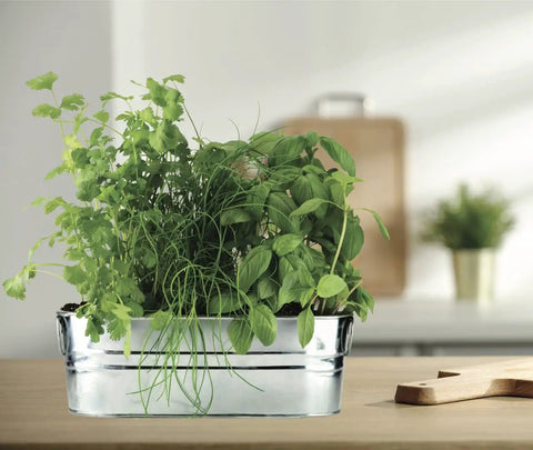 Organic Indoor Herb Garden Kit With Basil Cilantro And Chives Copper Windowsill Planter Coconut Husk Growing Medium