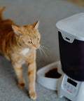 Cat approaching Automatic Pet Feeder With Programmable Digital Timer And Spacious Dry Food Dispenser For Cats And Dogs.