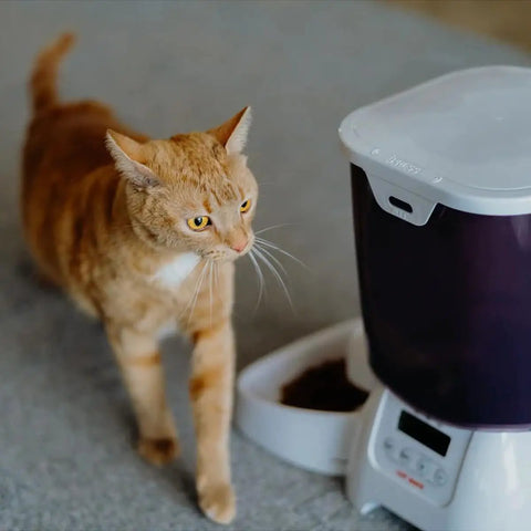 Cat approaching Automatic Pet Feeder With Programmable Digital Timer And Spacious Dry Food Dispenser For Cats And Dogs.