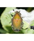 A close-up of a beetle on a leaf, captured with DCR-250 Super Macro Snap-On Lens For 52mm To 67mm Filter Size, Universal Mount.