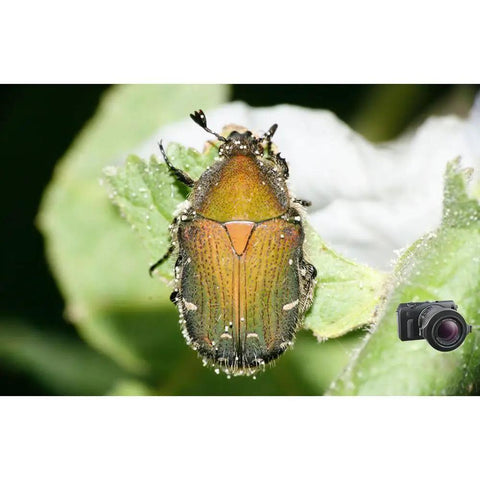 A close-up of a beetle on a leaf, captured with DCR-250 Super Macro Snap-On Lens For 52mm To 67mm Filter Size, Universal Mount.