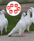 Sturdy As Heck Plastic Clip On Poultry Leg Bands 100 Pack For Birds Identification Bright Color Leg Rings on pigeons