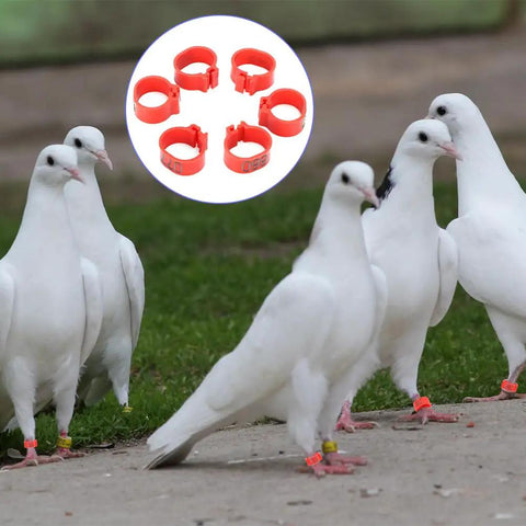Sturdy As Heck Plastic Clip On Poultry Leg Bands 100 Pack For Birds Identification Bright Color Leg Rings on pigeons