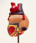 Life Size Human Heart Model Hands On With 34 Labeled Structures And Two Part Magnetic Design Mounted On Base