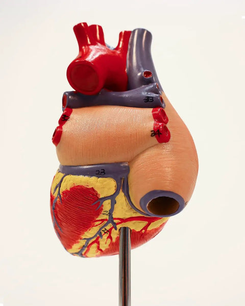 Life Size Human Heart Model Hands On With 34 Labeled Structures And Two Part Magnetic Design Mounted On Base