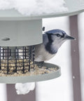 Blue jay feeding from a Programmable Automatic Bird Feeder Built Tough Outdoors With Darn Near Squirrel Proof Guard.