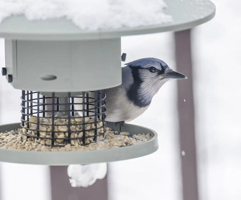 Blue jay feeding from a Programmable Automatic Bird Feeder Built Tough Outdoors With Darn Near Squirrel Proof Guard.