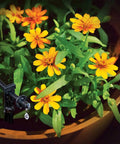 Patio Drip Irrigation Kit With Faucet Connection, 42-Piece Set watering yellow flowers in a planter with one quarter inch tubing