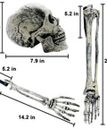 Graveyard Groundbreaker Skeleton Set With Realistic Skull And Arm Stakes For Outdoor Halloween Yard Decor Spooky Lawn Display 5 Piece Skeleton Bones And Skulls Prop Kit showing dimensions of skull and bones