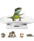 Digital Pet Scale For Small Animals And Kitchen Use with a lizard, displaying weight, suitable for various pets like hedgehogs and turtles.
