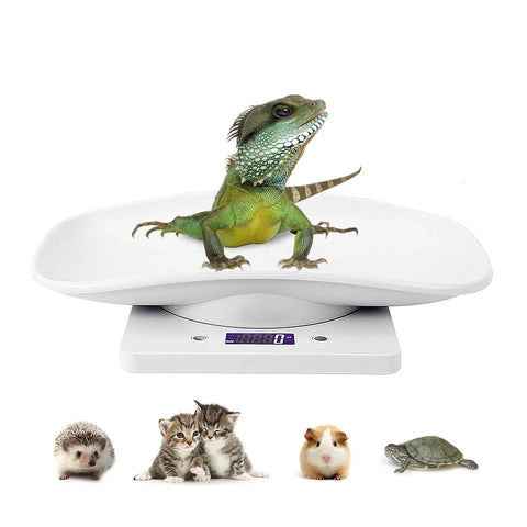 Digital Pet Scale For Small Animals And Kitchen Use with a lizard, displaying weight, suitable for various pets like hedgehogs and turtles.