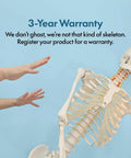 Life Size Skeleton Model For Anatomy Study With Fully Articulated Joints, Hands On Demonstration, warranty details shown
