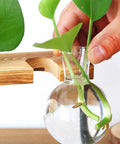 Hand placing plant cutting in a Glass Propagation Terrarium Planter Stations Stand for Desktop Indoor Hydroponics.
