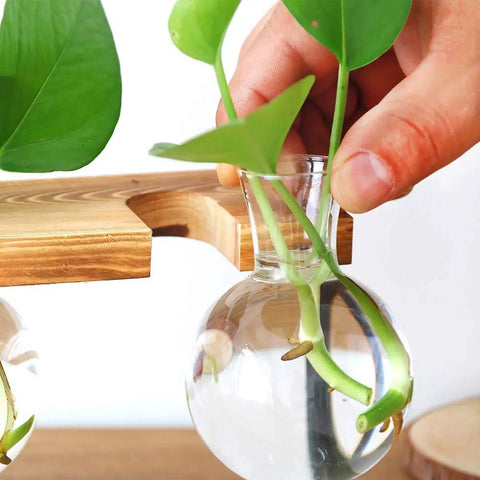Hand placing plant cutting in a Glass Propagation Terrarium Planter Stations Stand for Desktop Indoor Hydroponics.