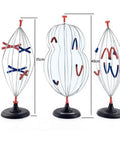 Hands On Biology Cell Model Set For Animal And Plant Mitosis And Meiosis Nine Part Anatomy Lab Kit showing three model stages.