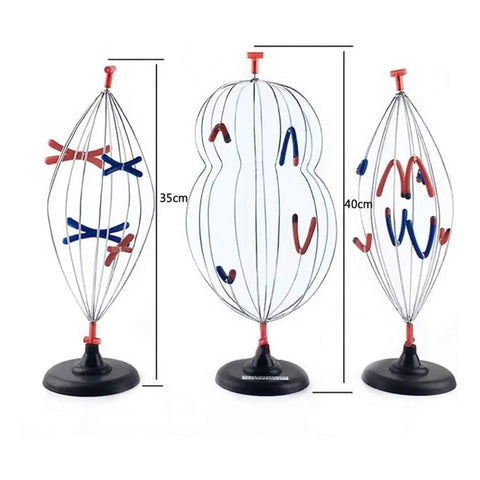 Hands On Biology Cell Model Set For Animal And Plant Mitosis And Meiosis Nine Part Anatomy Lab Kit showing three model stages.