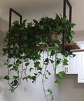 Hanging Wine Glass Rack Ceiling Shelf Retro Industrial Kitchen Storage Wood And Iron Floating Stemware Holder with plants displayed.