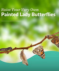 Watch Five Live Painted Lady Caterpillars Transform Into Butterflies With This Hands On Butterfly Garden Kit For Kids And Families, Includes Observation Timeline And Simple Care Tips. Painted Lady butterflies on branch