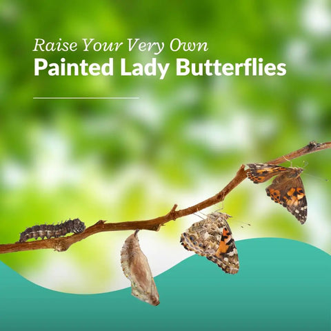 Watch Five Live Painted Lady Caterpillars Transform Into Butterflies With This Hands On Butterfly Garden Kit For Kids And Families, Includes Observation Timeline And Simple Care Tips. Painted Lady butterflies on branch