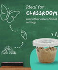 Live Painted Lady Butterfly Caterpillars Kit For Students Hands On STEM Learning With Caterpillars Food And Care Instructions cup