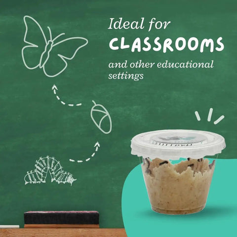 Live Painted Lady Butterfly Caterpillars Kit For Students Hands On STEM Learning With Caterpillars Food And Care Instructions cup