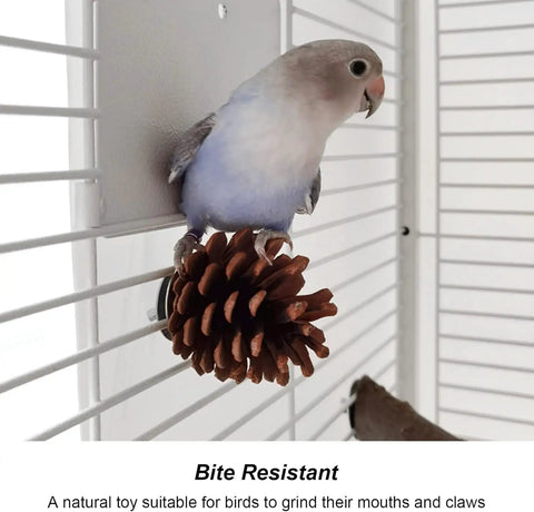 10 Pack Real Pine Cone Bird Chew Toys With Sturdy Mounting Nuts For Parakeets Cockatiels And Budgies perched in a birdcage.