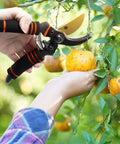 Heavy Duty Pruning Shears For Garden Work With Foam Grip Handles, Bypass Hand Pruners trimming a branch with fruit