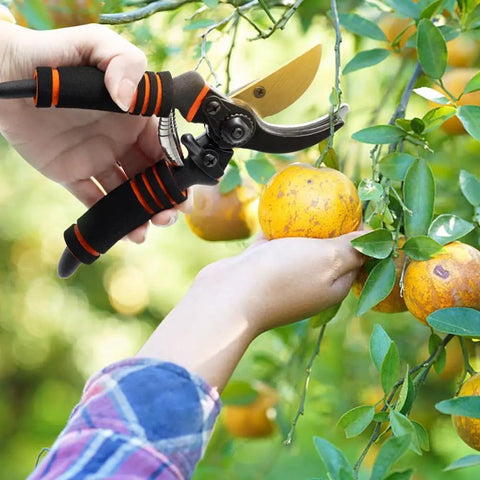 Heavy Duty Pruning Shears For Garden Work With Foam Grip Handles, Bypass Hand Pruners trimming a branch with fruit