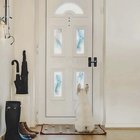 Dog sitting in front of a closed white door with frosted glass panels in a well-lit hallway.