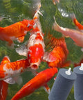 Koi fish swimming with Six Pack Large 4 By 2 Inch Round Air Stones For Aquarium And Hydroponics, Heavy Duty Bubble Diffuser nearby