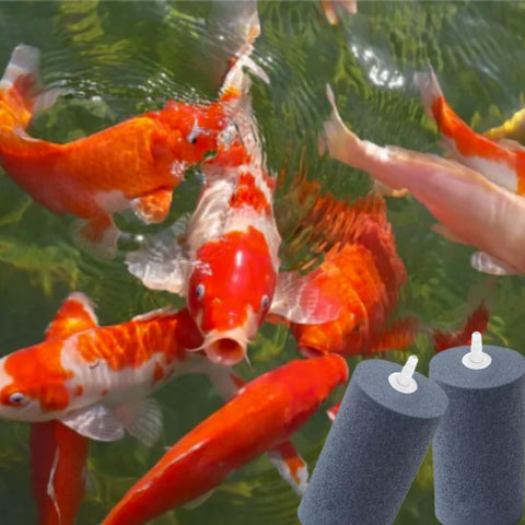 Koi fish swimming with Six Pack Large 4 By 2 Inch Round Air Stones For Aquarium And Hydroponics, Heavy Duty Bubble Diffuser nearby