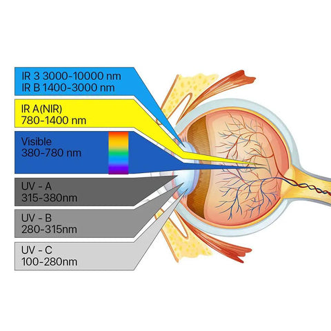 Illustration of eye anatomy showing various light wavelengths, including UV, visible, and IR sections relevant to safety goggles.