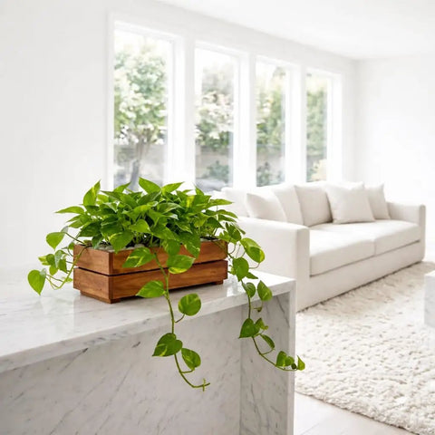 Premium Acacia Wood Planter Box With Crate Style Design Built To Last, plants in rustic rectangle container on marble surface