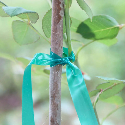 Two Pack 150 Ft Stretch Tie Tape Roll Half Inch Green Vinyl Garden Tie Tape For Plant Training And Staking around stem