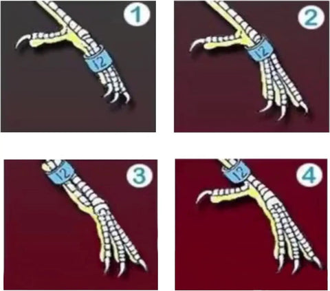 Dope Multicolor Aluminum Bird Leg Rings Pack For Training And Identification showing ring placement on bird legs.