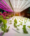 Heavy Duty Grow Room Safety Glasses Blocking UVA And UVB Light For Intense LED Fixtures Low Key Zero Glare Lens With Seamless Full View Coverage Perfect For Plant Parents Who Want Straight Up Eye Relief Without The Hassle Dope Green with plants under LED lighting.